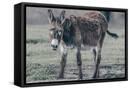 Canvas Black