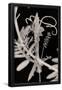 Essential Black