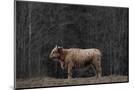 Wood Mount
