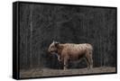 Canvas Black