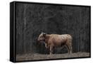 Canvas Black
