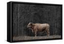 Canvas Black
