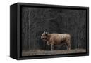 Canvas Black