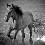 Horse Runner-Nathan Larson-Photographic Print