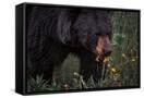 Canvas Black