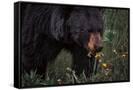 Canvas Black