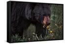 Canvas Black