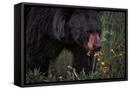 Canvas Black