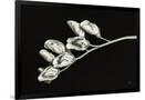 Gramercy Black