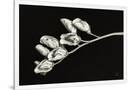 Gramercy White