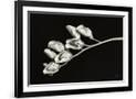 Gramercy Black