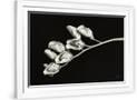 Gramercy White