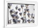 Gramercy White