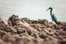 Laminate
