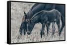 Canvas Black