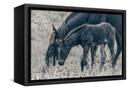 Canvas Black
