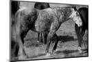 Wood Mount