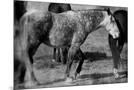 Wood Mount