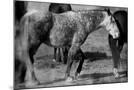 Wood Mount