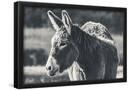 Essential Black