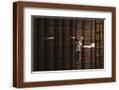 Chelsea Espresso
