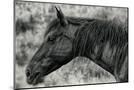 Wood Mount