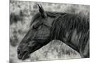 Wood Mount