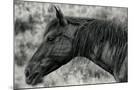 Wood Mount