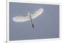 Gramercy White