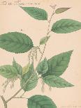 Vintage Botanicals III-Nathaniel Wallich-Giclee Print