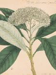 Vintage Botanicals I-Nathaniel Wallich-Stretched Canvas