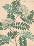 Vintage Botanicals III-Nathaniel Wallich-Giclee Print