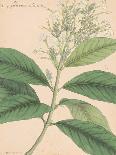 Vintage Botanicals IV-Nathaniel Wallich-Giclee Print