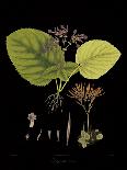 Vintage Botanicals IV-Nathaniel Wallich-Giclee Print