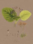 Vintage Botanicals I-Nathaniel Wallich-Stretched Canvas