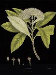 Vintage Botanicals III - Noir-Nathaniel Wallich-Giclee Print