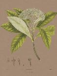 Vintage Botanicals II - Noir-Nathaniel Wallich-Giclee Print