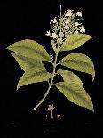 Indian Botanicals III-Nathaniel Wallich-Art Print