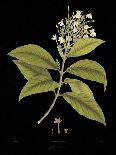 Vintage Botanicals III - Noir-Nathaniel Wallich-Giclee Print