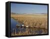 National Elk Refuge, Wyoming, USA, with Pair of Trumpeter Swans at Nest (Cygnus Cygnus Buccanitor}-Rolf Nussbaumer-Framed Stretched Canvas