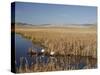 National Elk Refuge, Wyoming, USA, with Pair of Trumpeter Swans at Nest (Cygnus Cygnus Buccanitor}-Rolf Nussbaumer-Stretched Canvas