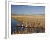 National Elk Refuge, Wyoming, USA, with Pair of Trumpeter Swans at Nest (Cygnus Cygnus Buccanitor}-Rolf Nussbaumer-Framed Photographic Print