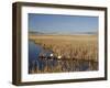 National Elk Refuge, Wyoming, USA, with Pair of Trumpeter Swans at Nest (Cygnus Cygnus Buccanitor}-Rolf Nussbaumer-Framed Photographic Print