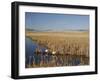 National Elk Refuge, Wyoming, USA, with Pair of Trumpeter Swans at Nest (Cygnus Cygnus Buccanitor}-Rolf Nussbaumer-Framed Photographic Print