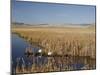 National Elk Refuge, Wyoming, USA, with Pair of Trumpeter Swans at Nest (Cygnus Cygnus Buccanitor}-Rolf Nussbaumer-Mounted Photographic Print