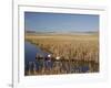 National Elk Refuge, Wyoming, USA, with Pair of Trumpeter Swans at Nest (Cygnus Cygnus Buccanitor}-Rolf Nussbaumer-Framed Photographic Print