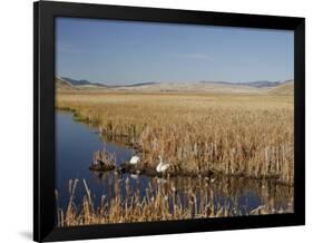 National Elk Refuge, Wyoming, USA, with Pair of Trumpeter Swans at Nest (Cygnus Cygnus Buccanitor}-Rolf Nussbaumer-Framed Photographic Print