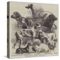 National Exhibition of Dogs at Birmingham-Harrison William Weir-Stretched Canvas