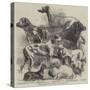 National Exhibition of Dogs at Birmingham-Harrison William Weir-Stretched Canvas