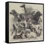 National Exhibition of Dogs at Birmingham-Harrison William Weir-Framed Stretched Canvas
